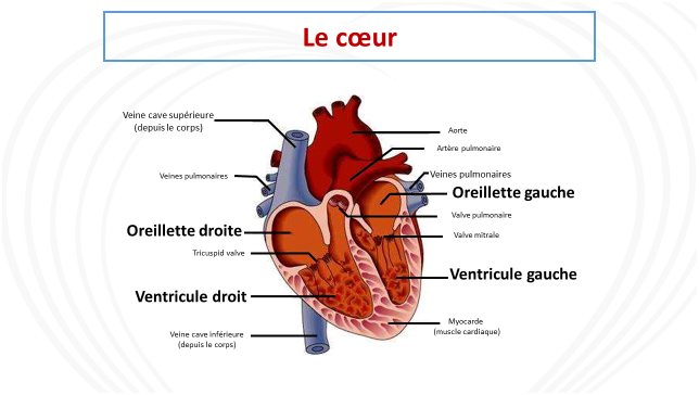 Troubles du rythme cardiaque fœtal et postnatal